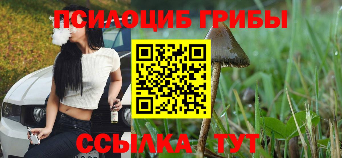 где продают наркотики  Псилоцибиновые грибы MAGIC MUSHROOMS  Вход с VPN  Луга 